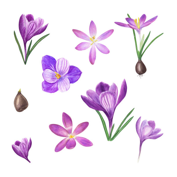 水彩画集盛开的番红花，灯泡孤立的白色背景。植物插图的春天花卡片，书籍设计，问候，贴纸，图案，横幅，模板图片下载