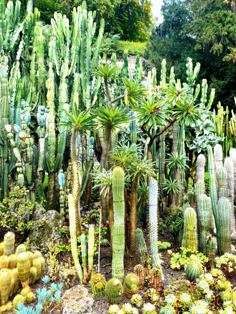 cacti in Überlingen图片下载