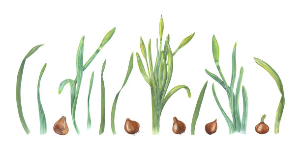 水彩画集水仙花隔离在白色的背景。植物插图水仙花蕾，绿叶和灯泡卡片，书籍设计，问候，贴纸，图案，横幅，模板图片下载