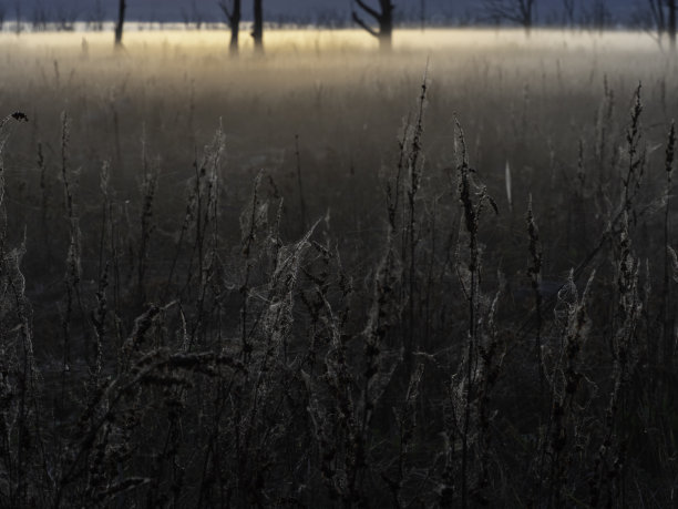 日出时的背光草地和蜘蛛网图片下载
