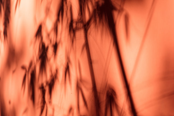 红墙上竹林的影子，成都，四川，中国图片下载