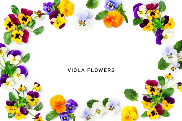 春天紫罗兰三色花框架边界孤立在白色背景上图片下载