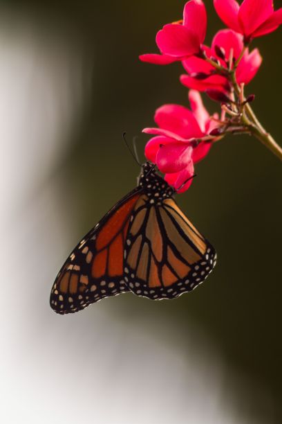 一只充满活力的蝴蝶栖息在一朵粉红色的花上，前面是模糊的背景图片下载