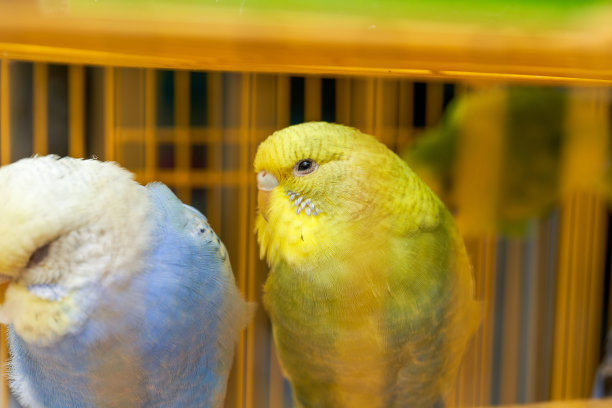 一笼可爱的鹦鹉在花鸟市场出售图片下载
