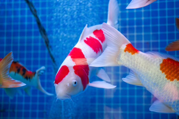 鱼缸里养的大锦鲤特写图片下载