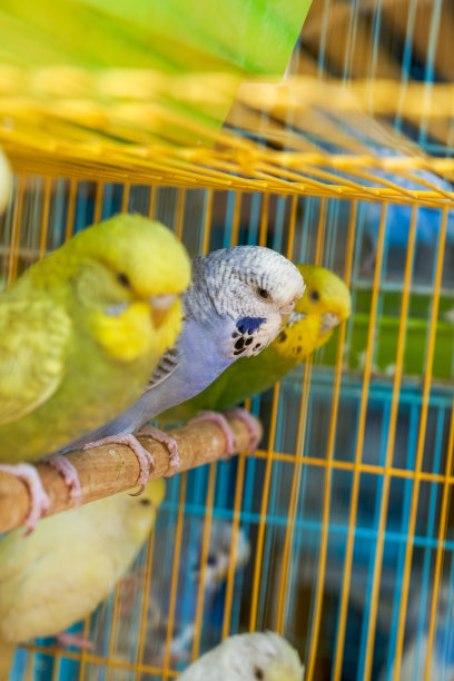 一笼可爱的鹦鹉在花鸟市场出售图片下载