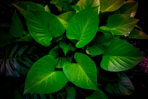 热带绿色树叶背景图片下载