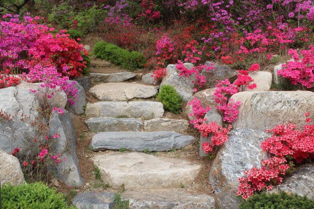 杜鹃花石阶图片下载
