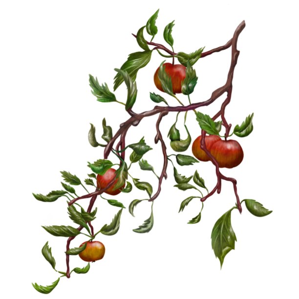 大苹果树枝图片下载