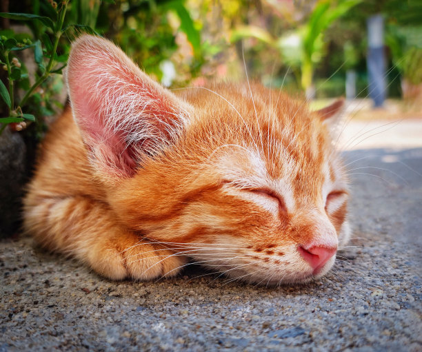 小橙色小猫闭着眼睛躺在户外的地上打盹图片下载
