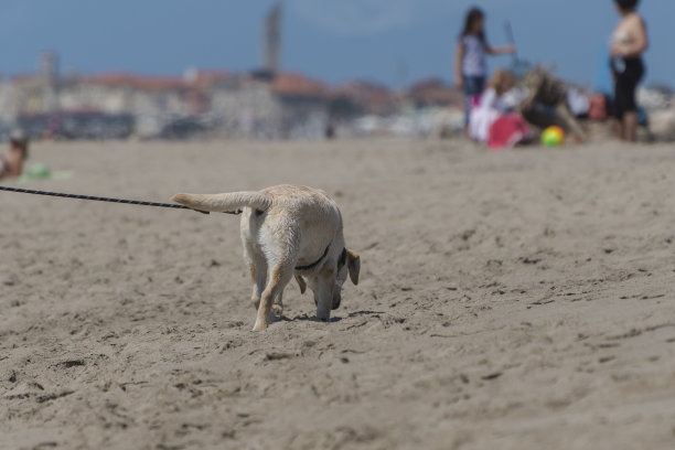 狗牵着主人的皮带在沙滩上散步图片下载