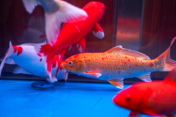 专业鱼缸养殖的大型锦鲤特写图片下载