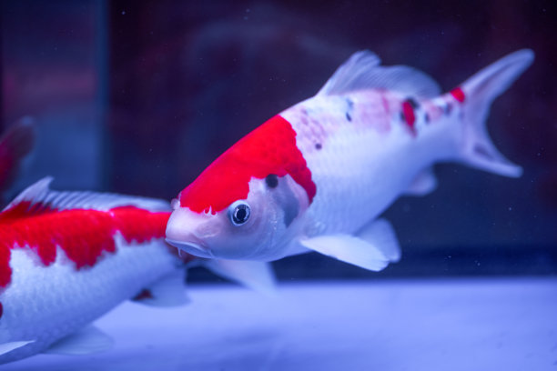 专业鱼缸养殖的大型锦鲤特写图片下载