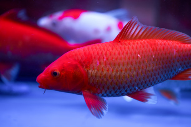 专业鱼缸养殖的大型锦鲤特写图片下载