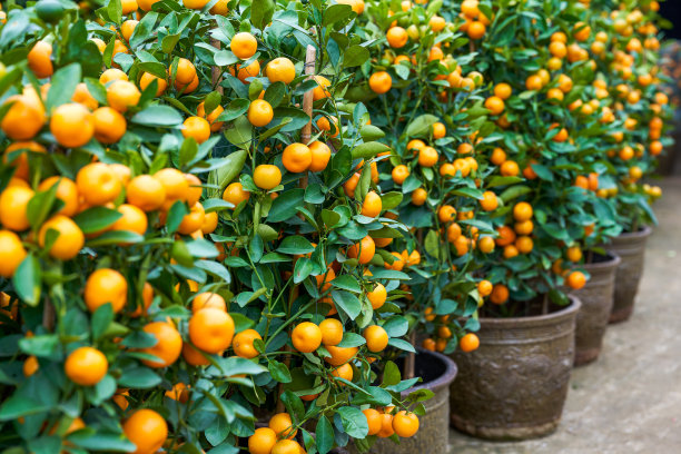 鲜花市场出售的春节柑橘树图片下载