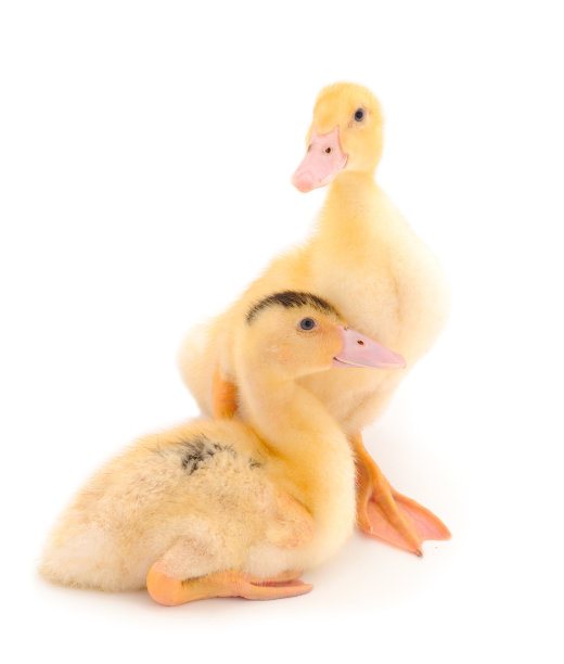 两只可爱的小鸭。图片下载