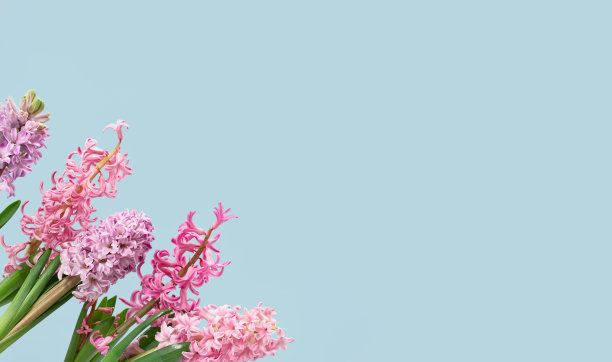 粉红色的风信子春天花在蓝色的背景图片下载