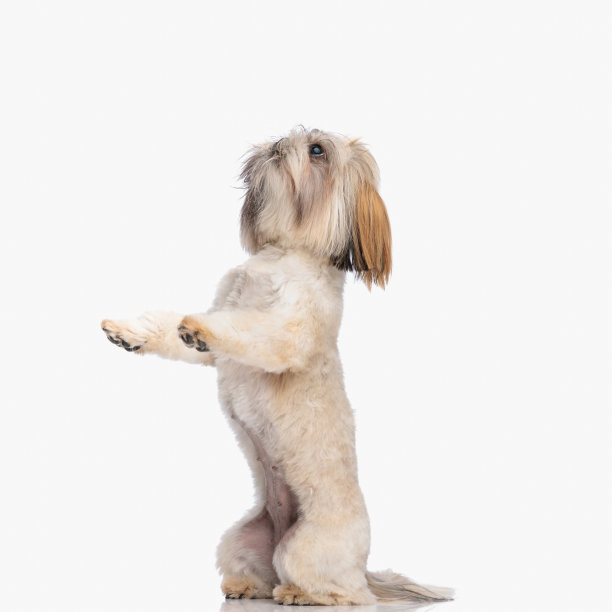 好奇的小西施用后腿站立，向上看的侧视图图片下载