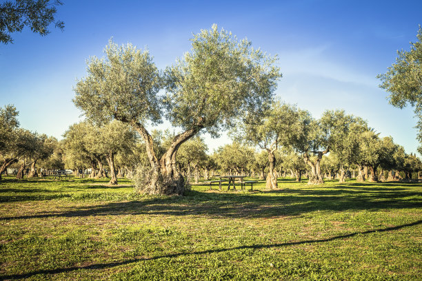 从下面看绿色草地上的橄榄树景观图片下载
