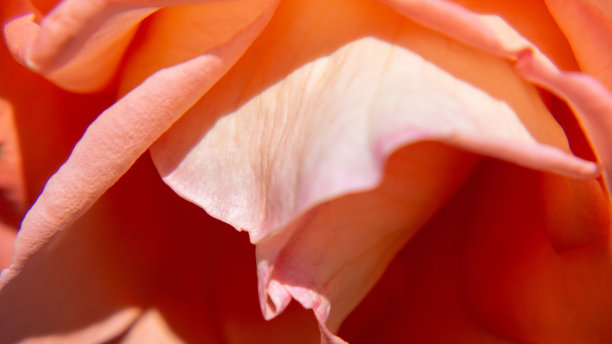 抽象的自然背景。粉色玫瑰花瓣的特写图片下载