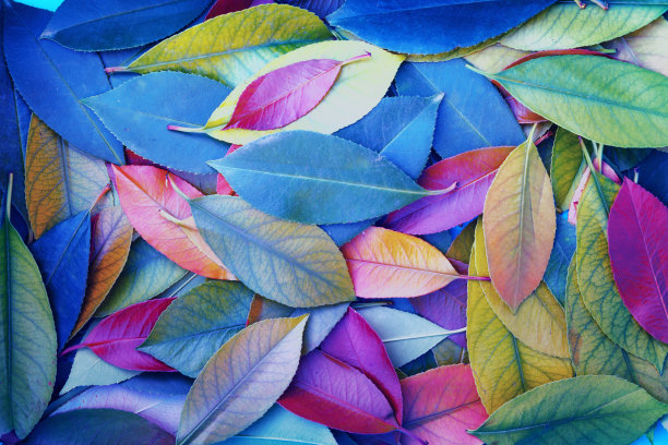 落叶缤纷的自然背景图片下载