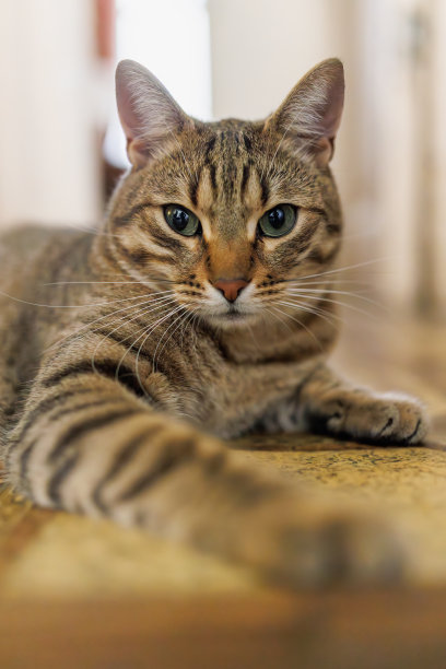 欧洲家猫。欧洲野猫的特写肖像图片下载