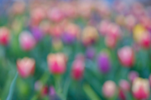 美丽的猩红郁金香在一个模糊的背景，特写的红色郁金香花与选择性的焦点，美丽的花卉背景。图片下载