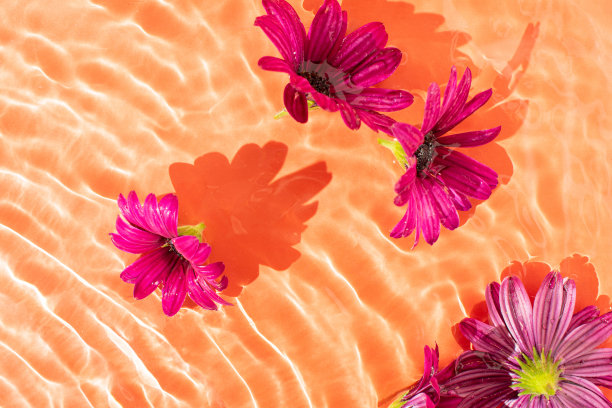 一束雏菊漂浮在荡漾的波浪上。橙色背景。图片下载