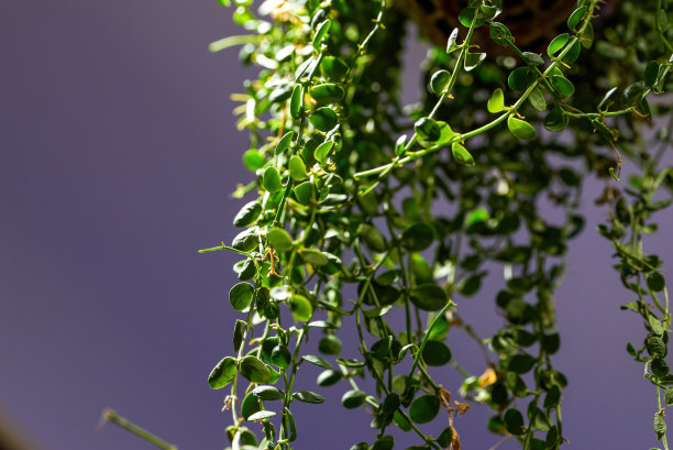 悬挂生长的茴香草，绿色植物特写图片下载
