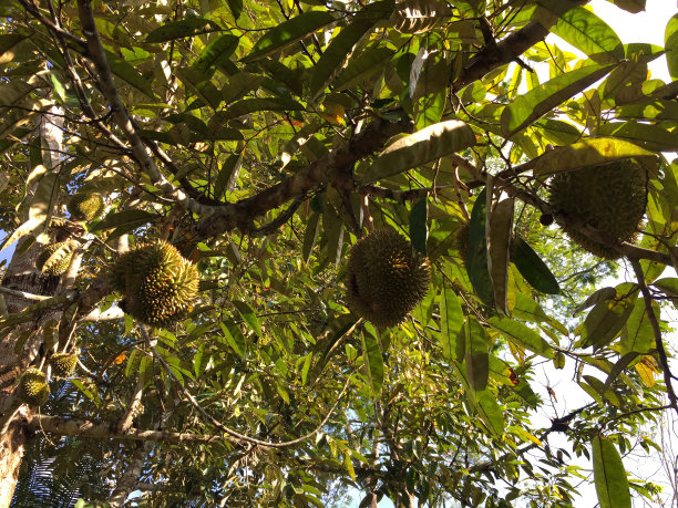榴莲树，新鲜的榴莲果实在树上，榴莲是水果之王，热带的亚洲水果。图片下载