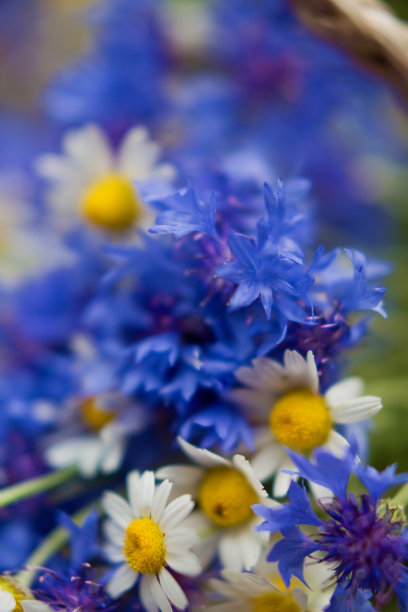 矢车菊和洋甘菊的特写图片下载
