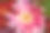 节日花篮里五颜六色的菊花特写图片下载