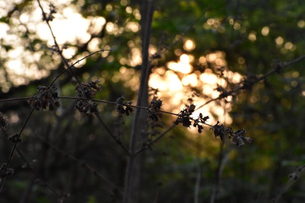 树枝和阳光的艺术照片图片下载