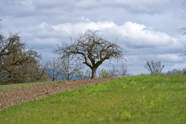 瑞士小镇的风景，树木和田野。图片下载