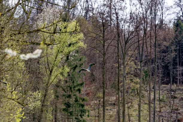 瑞士小镇上美丽的树林里有飞鸟。图片下载