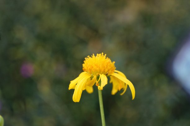 花园中黄色雏菊的特写，背景模糊图片下载