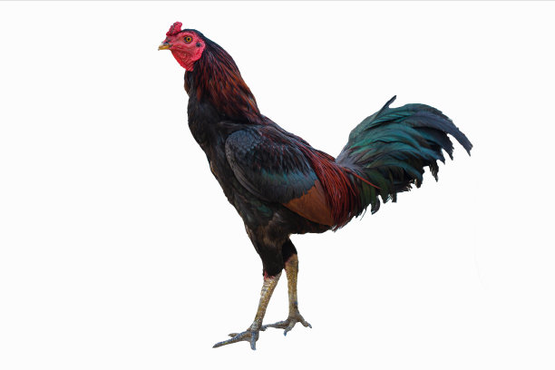 公鸡隔离在白色背景上，彩色自由放养雄性公鸡隔离在白色背景上与剪辑路径图片下载