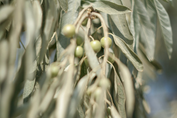 银色的树叶中有银色的橄榄。野生橄榄的浆果和叶子用于出版物，设计，海报，日历，帖子，屏幕保护程序，壁纸，横幅，封面，网站。高质量照片图片下载