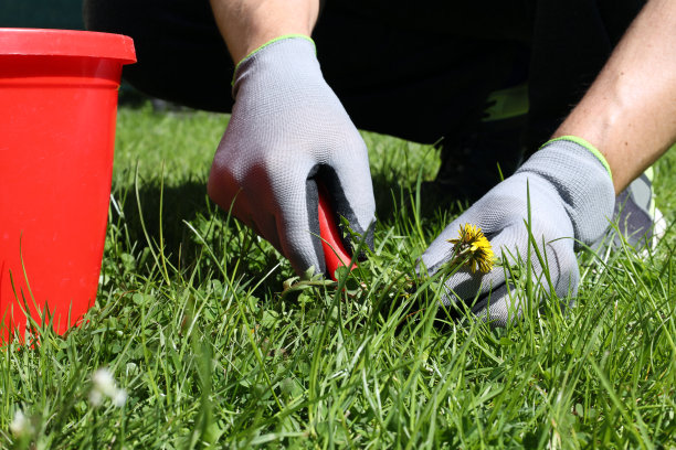 这个人清除草坪上的杂草图片下载