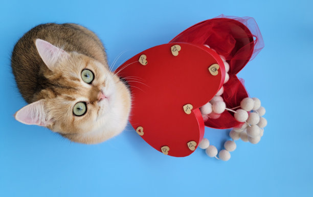 情人节猫咪与红心图片下载