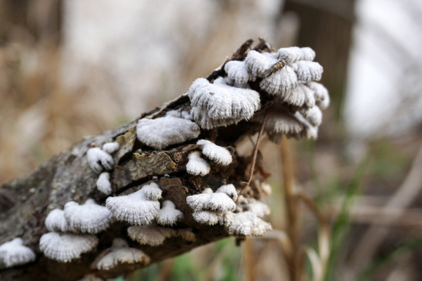 生长在冬季森林树干上的蘑菇。图片下载