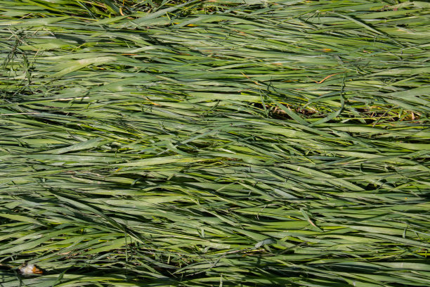 压下草的绿色自然背景图片下载