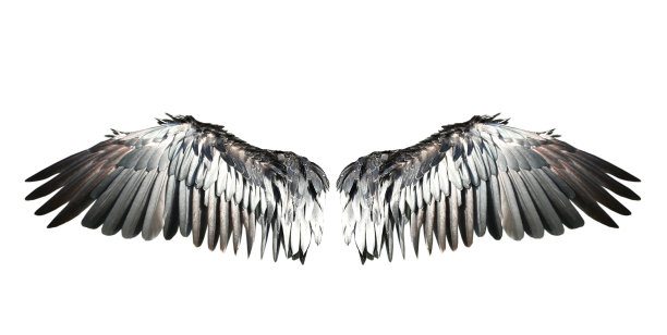 鸟的翅膀孤立在白色的背景上。图片下载