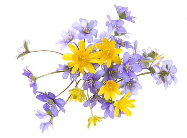 初春花银莲花和金银花分离于白底。图片下载