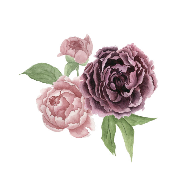 牡丹和叶子的水彩画花卉组成。图片下载