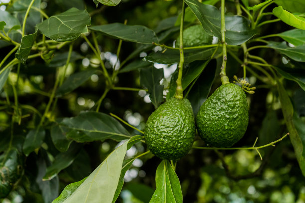 有机牛油果作物的照片与果实收获图片下载