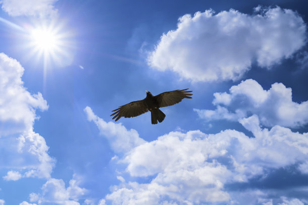 大黑鸟飞向太阳图片下载
