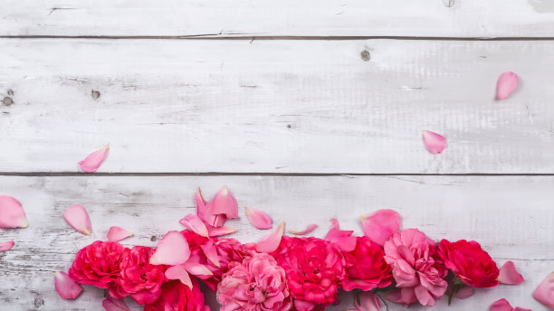 粉红色的玫瑰花瓣。情人节或母亲节的背景。平的。前视图。本空间图片下载