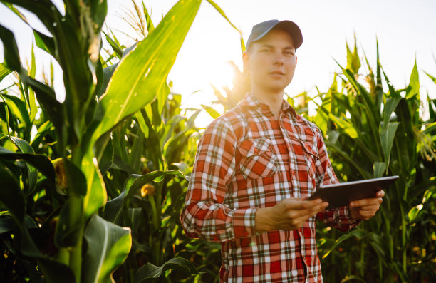 农场主站在玉米地里检查庄稼图片下载