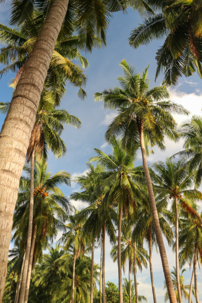 高大而绿色的椰子树图片下载